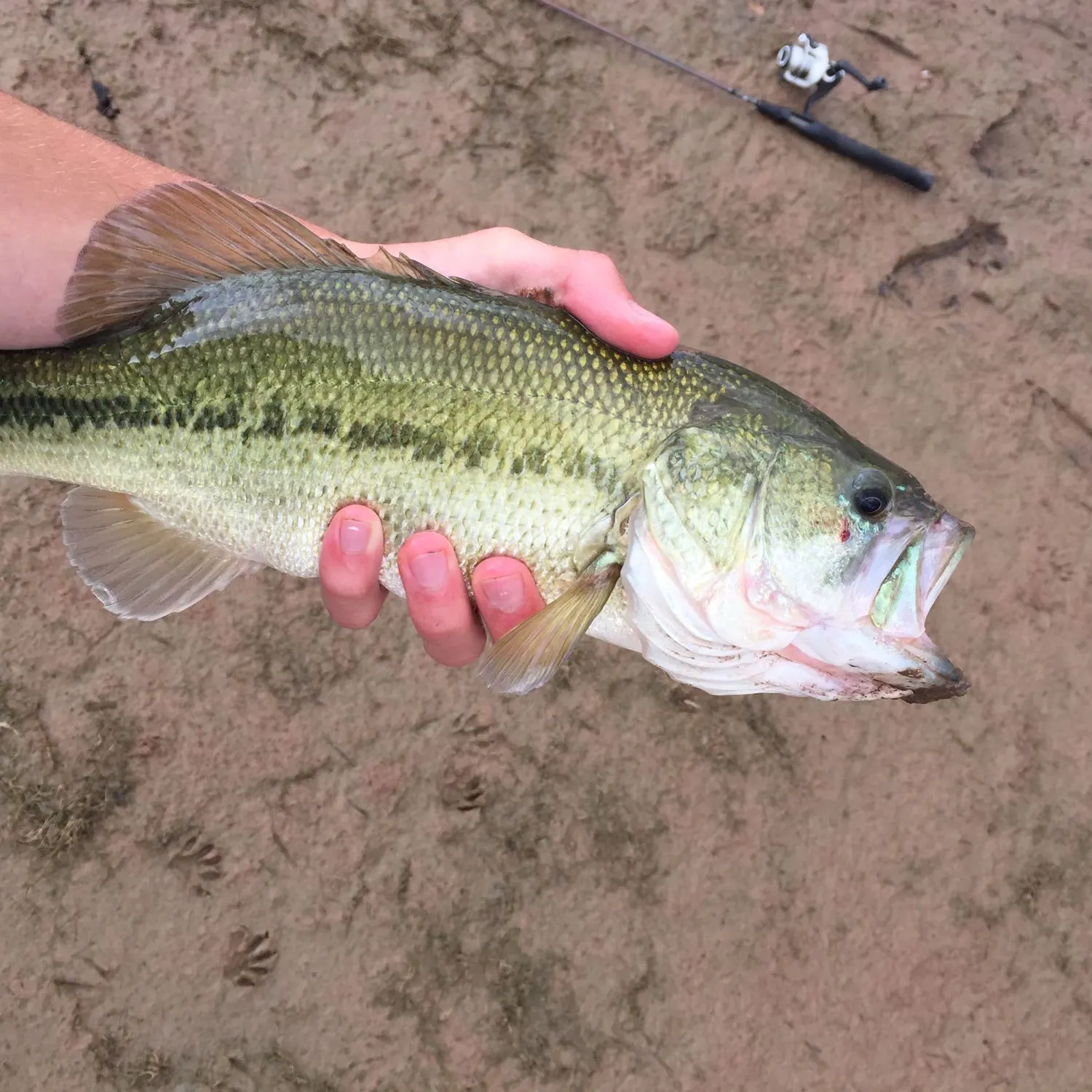 angler catch