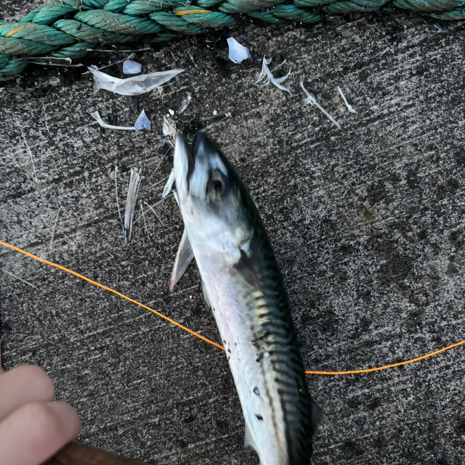 Atlantic mackerel caught on Fishbrain