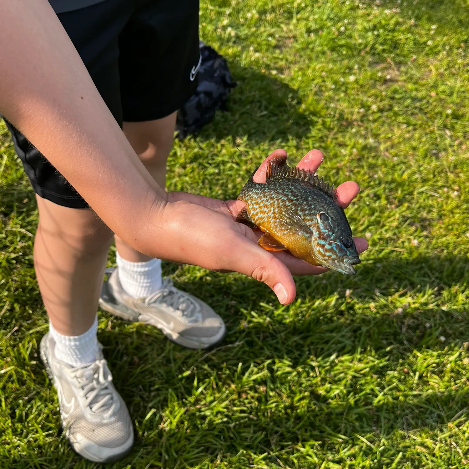 The most recent Pumpkinseed x green sunfish catches on Fishbrain