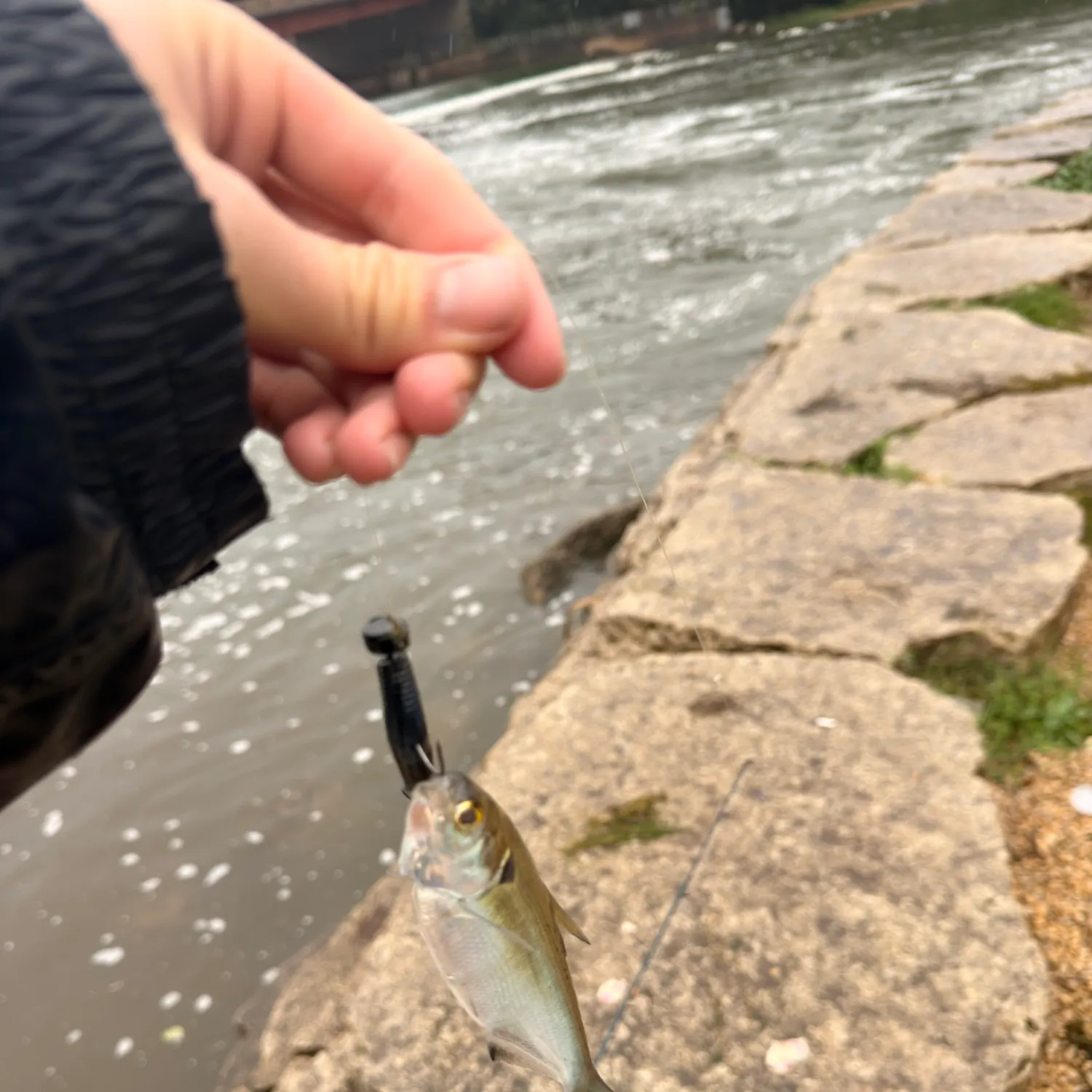 American gizzard shad caught on Fishbrain