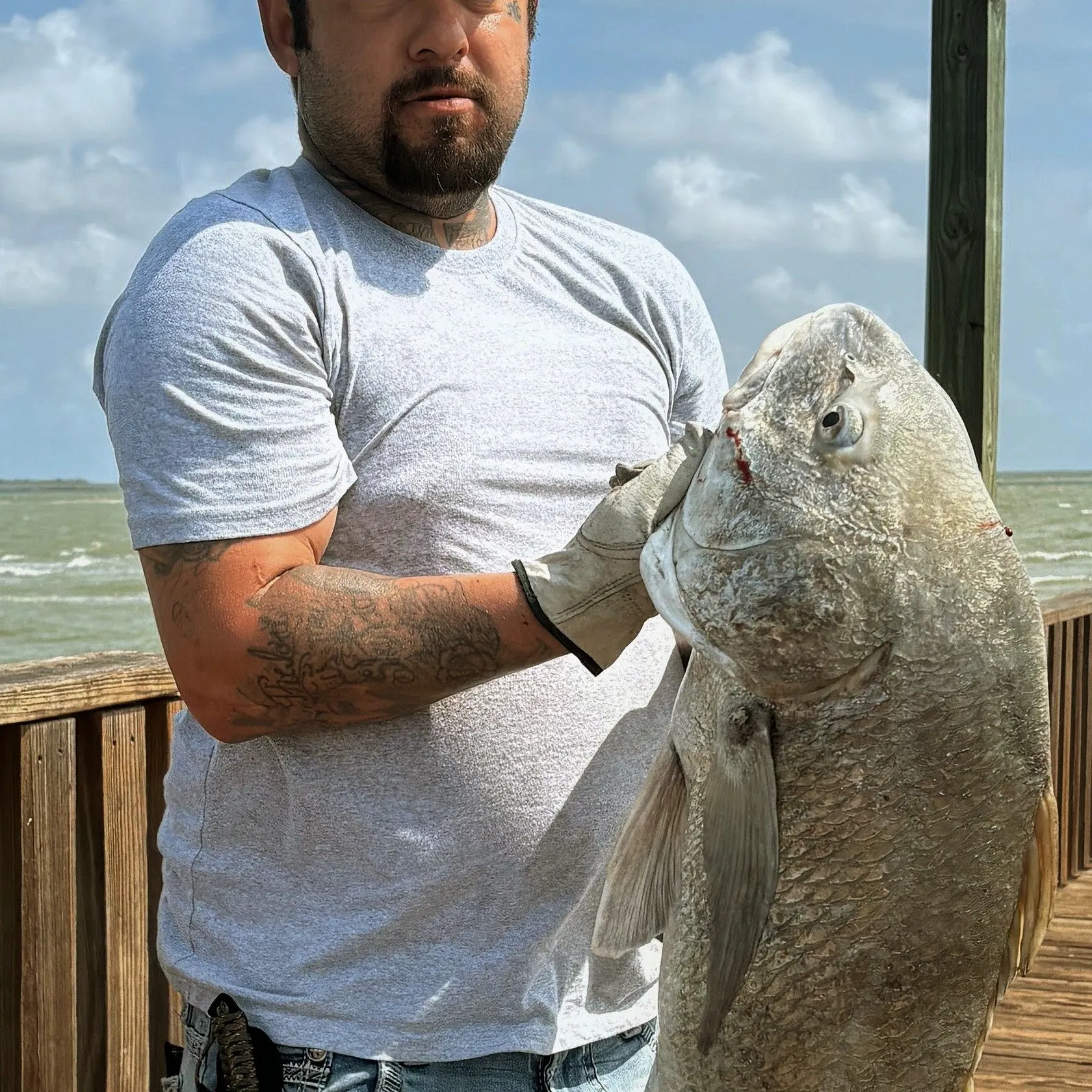 Black drum caught on Fishbrain