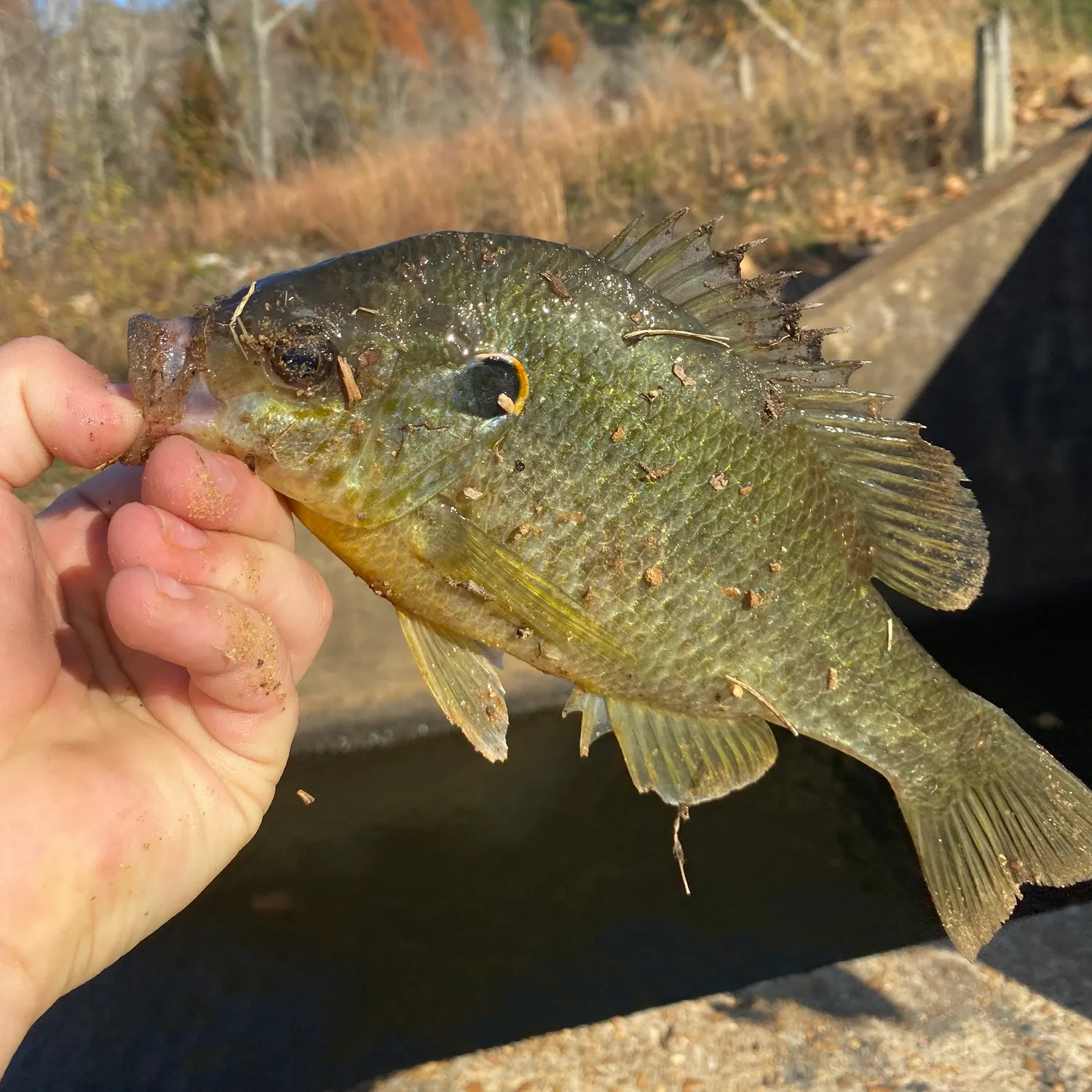 Redear sunfish caught on Fishbrain