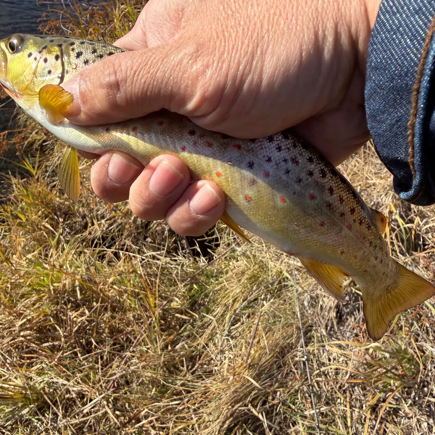 Lake trout caught on Fishbrain