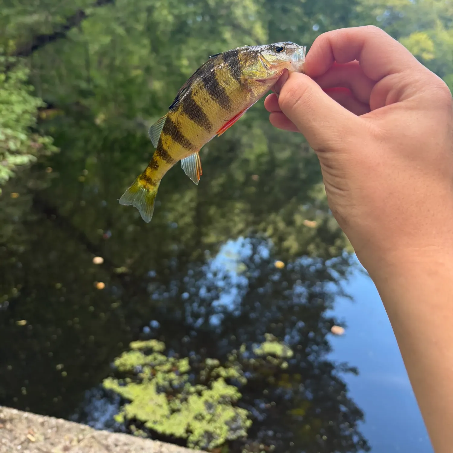 Yellow perch caught on Fishbrain