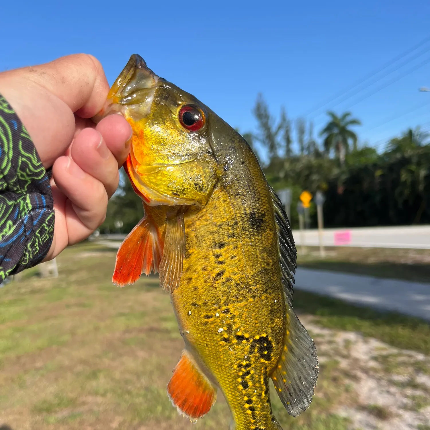 catch