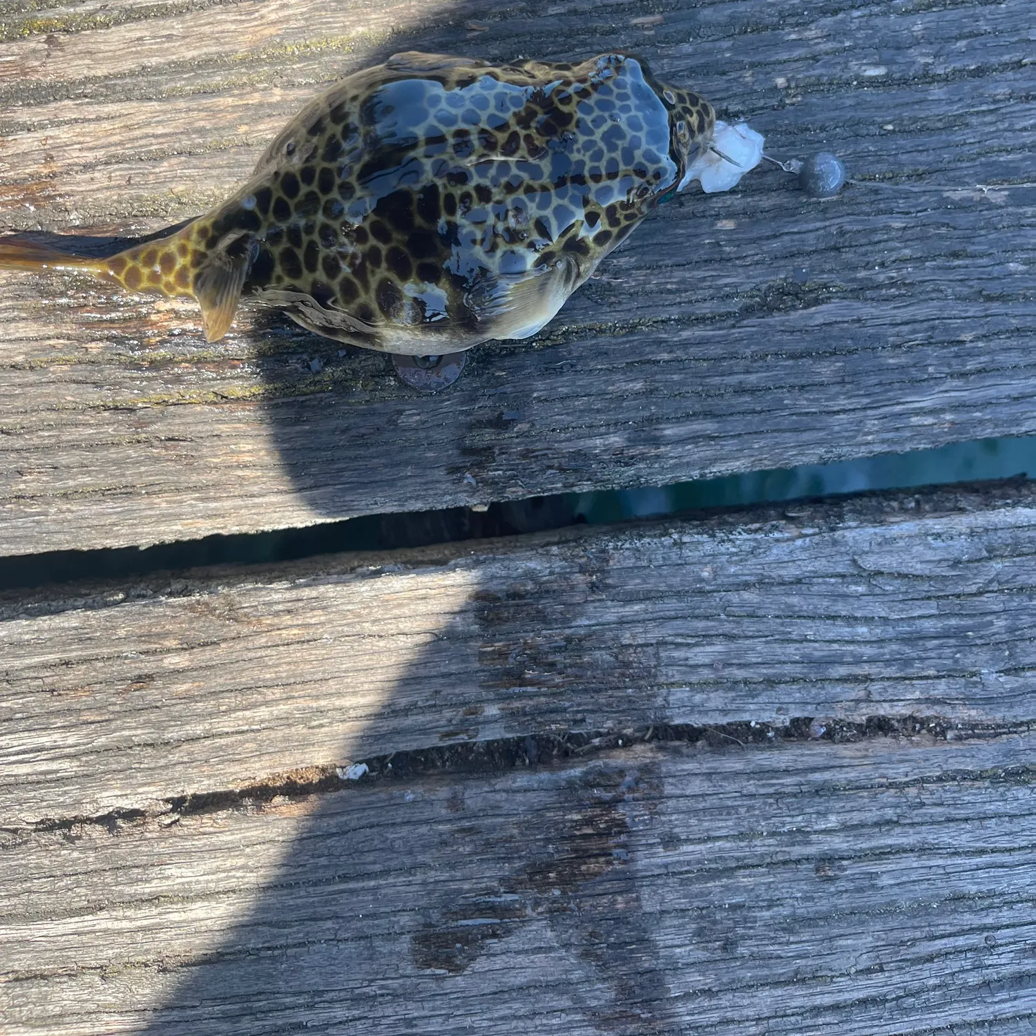 Riche's toadfish caught on Fishbrain