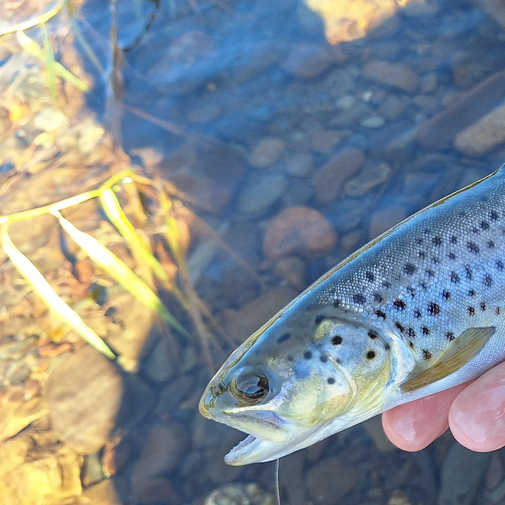Brown trout caught on Fishbrain