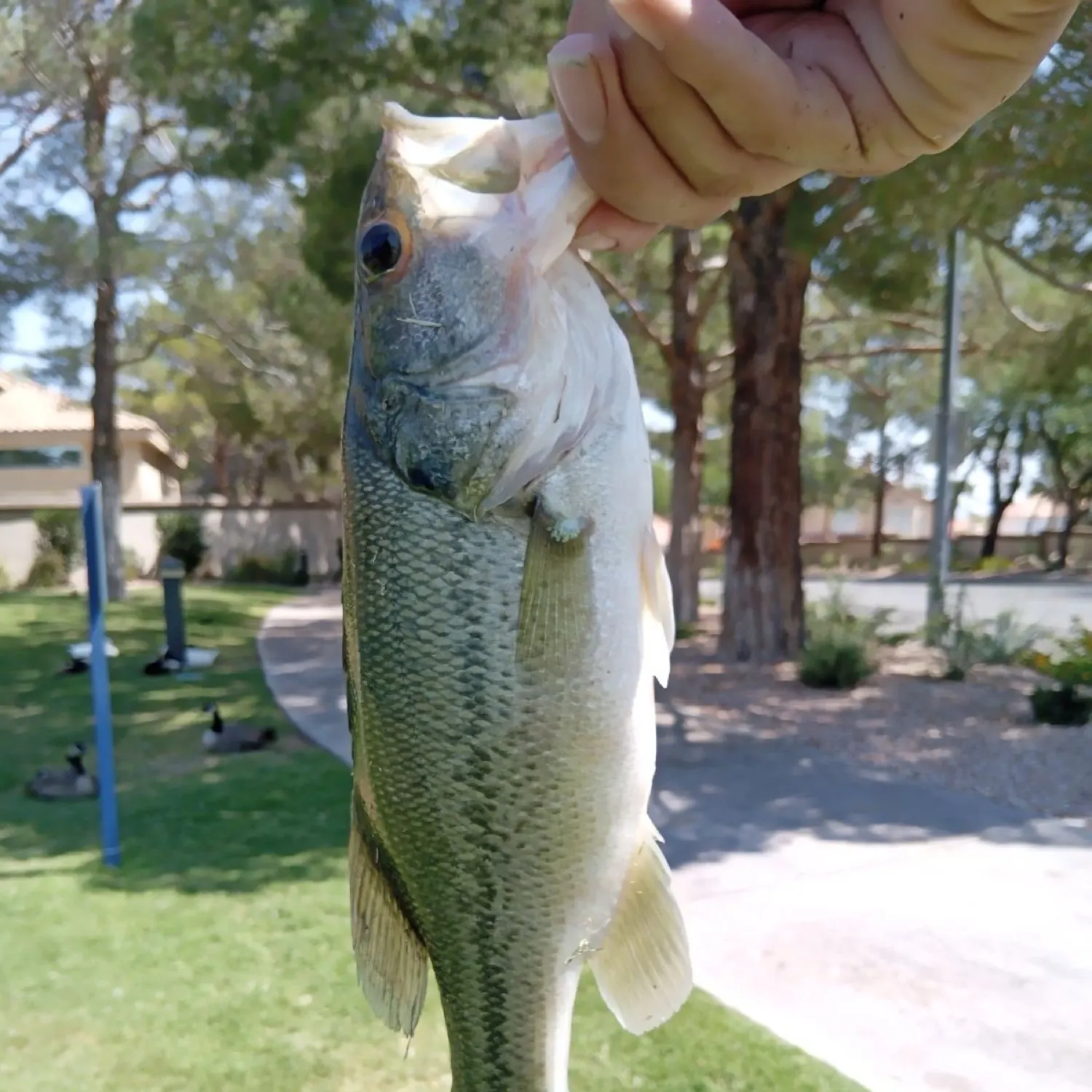 catch