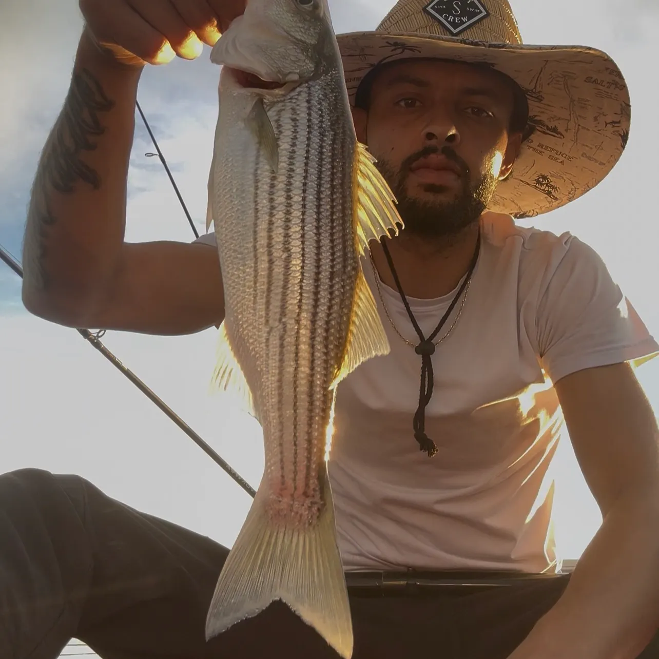 Striped bass caught on Fishbrain