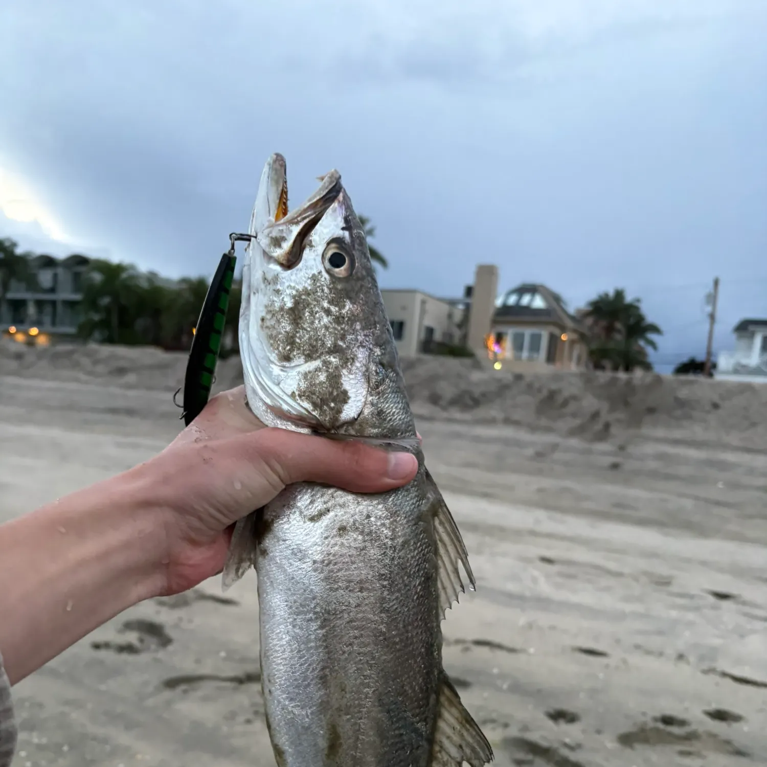 The most recent Orangemouth weakfish catches on Fishbrain