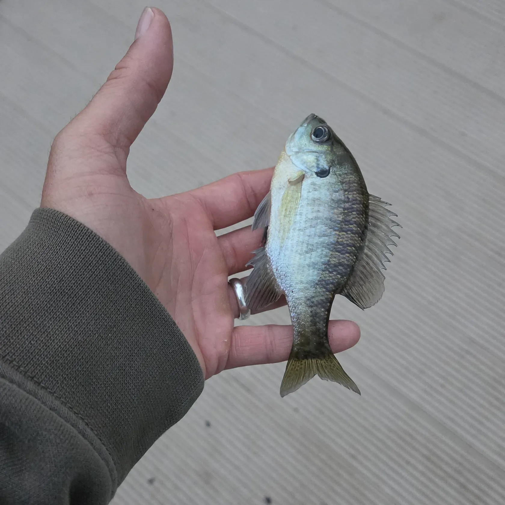 Bluegill caught on Fishbrain