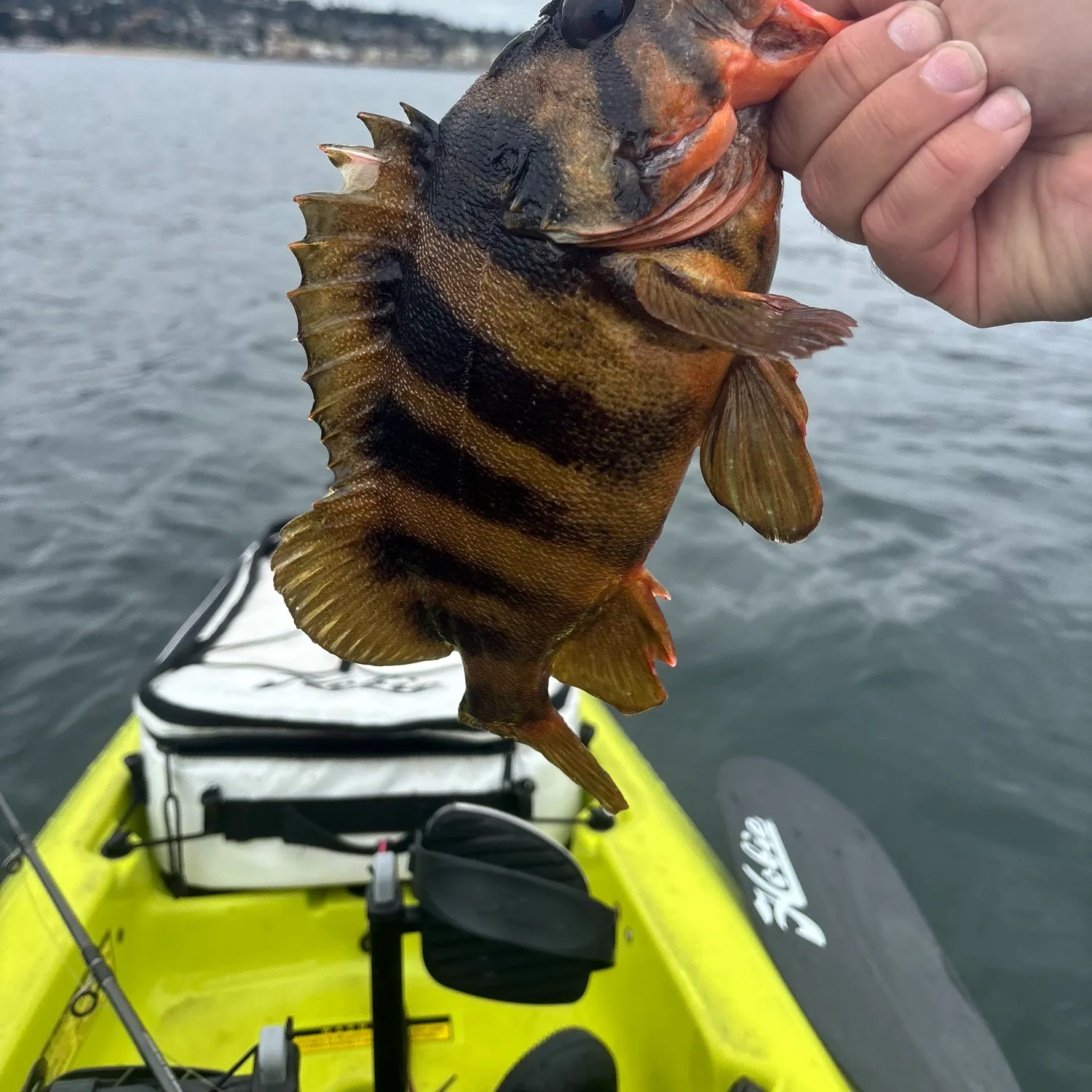 The most recent Treefish catches on Fishbrain