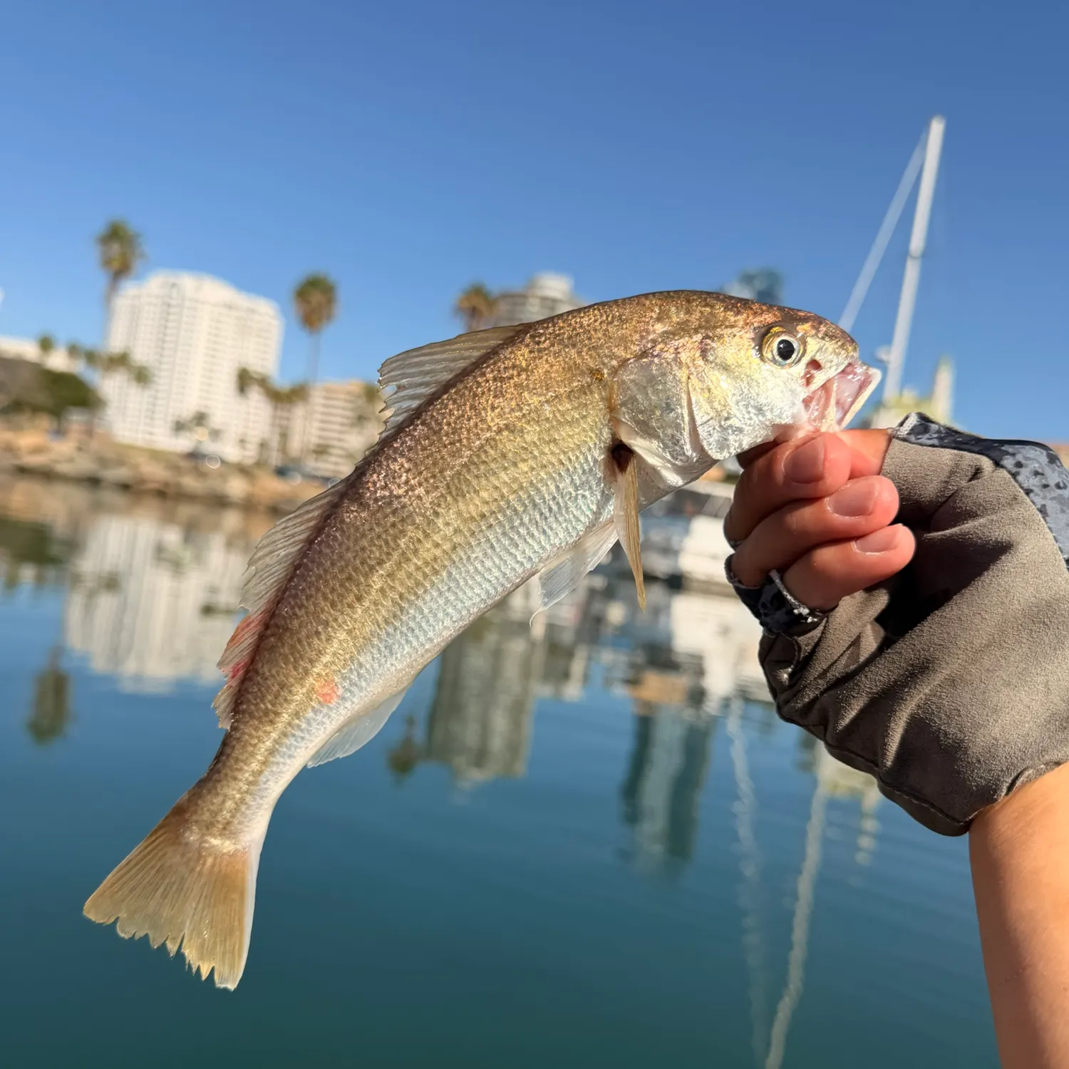 White croaker caught on Fishbrain