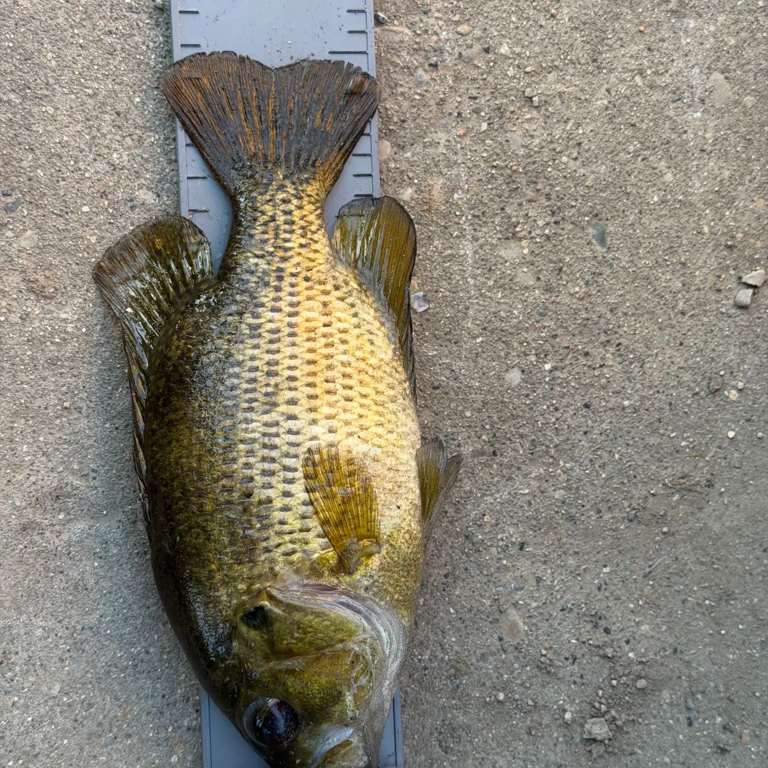 Rock bass caught on Fishbrain