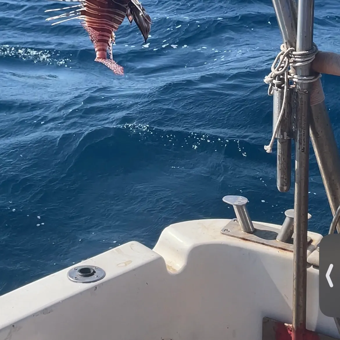 The most recent Red lionfish catches on Fishbrain