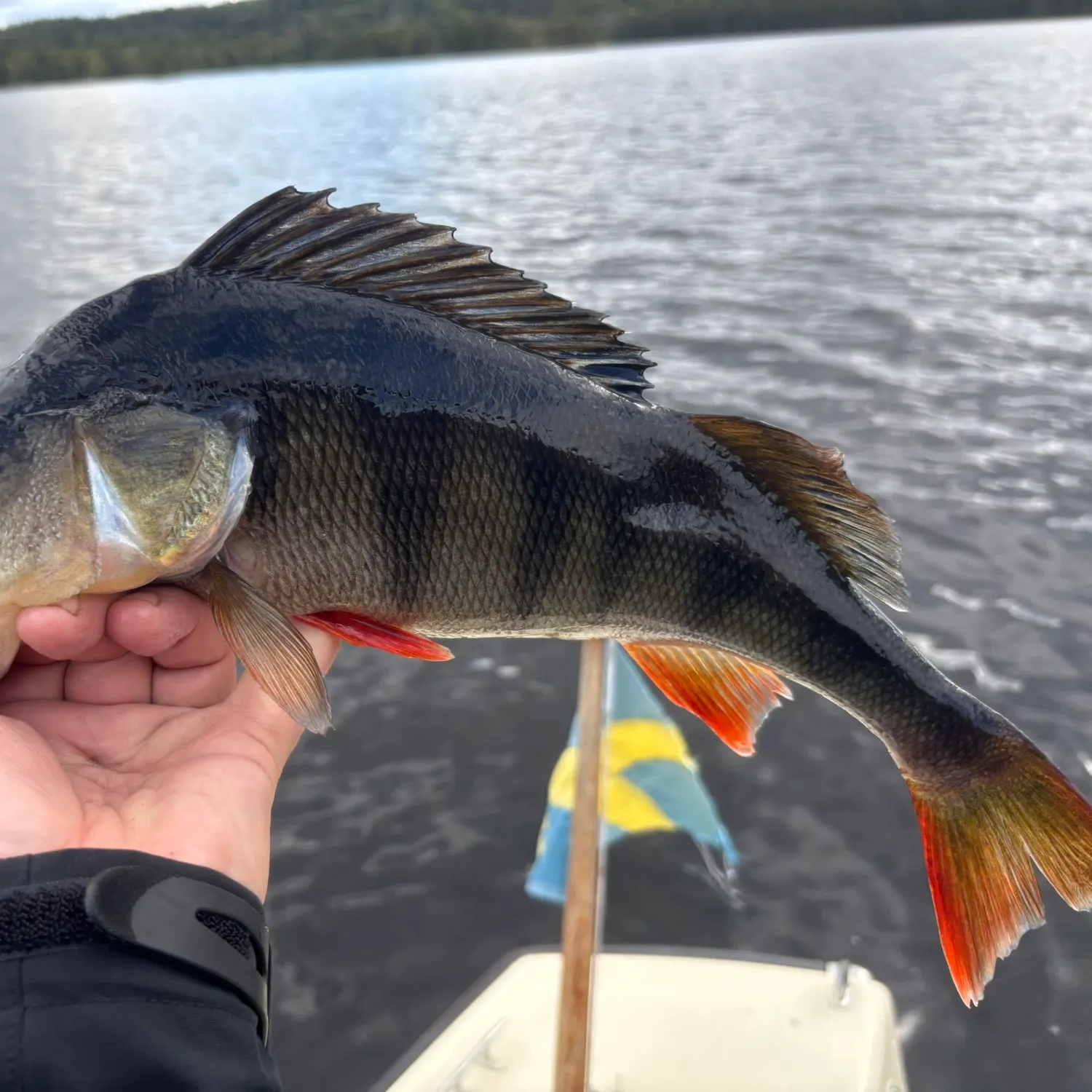 European perch caught on Fishbrain