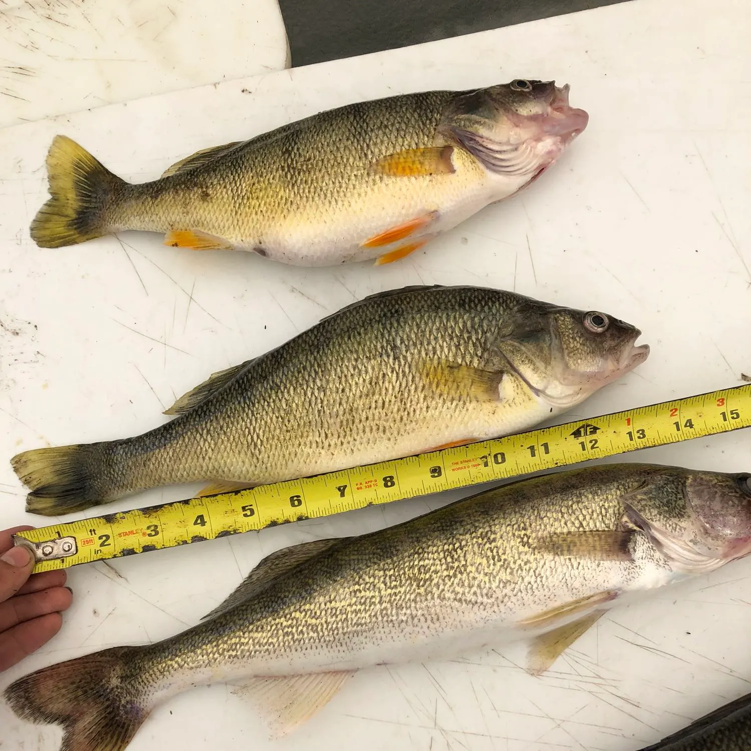 recently logged catches