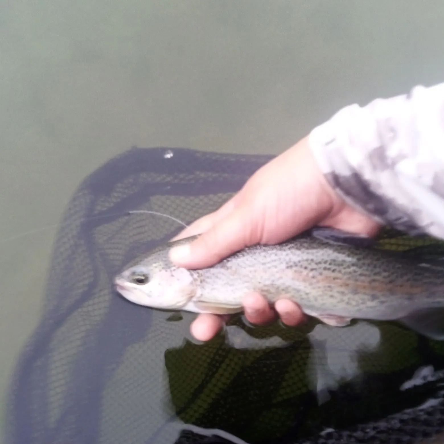 Rainbow trout caught on Fishbrain