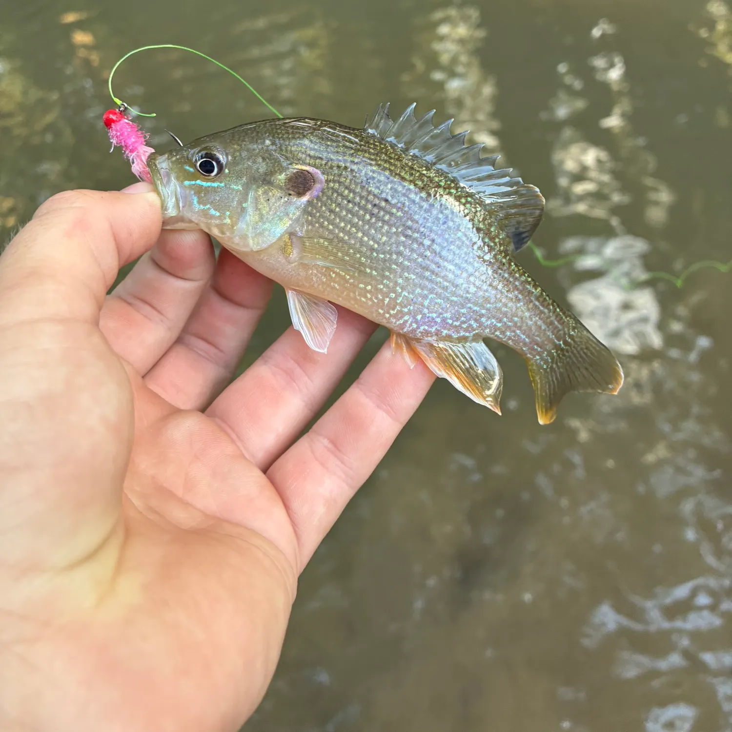 Green sunfish caught on Fishbrain