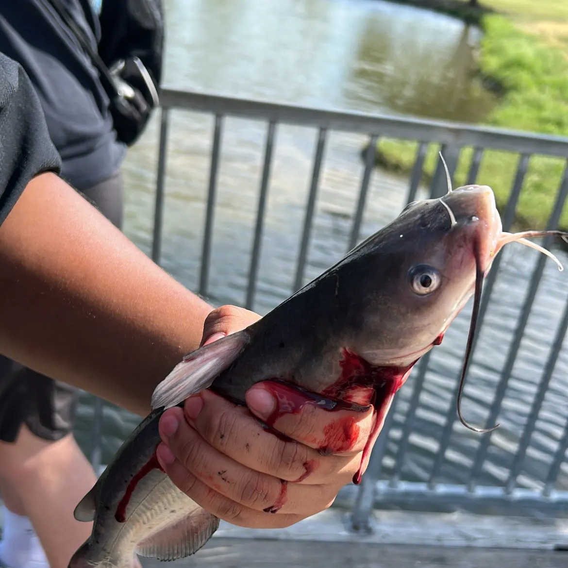 Channel catfish caught on Fishbrain
