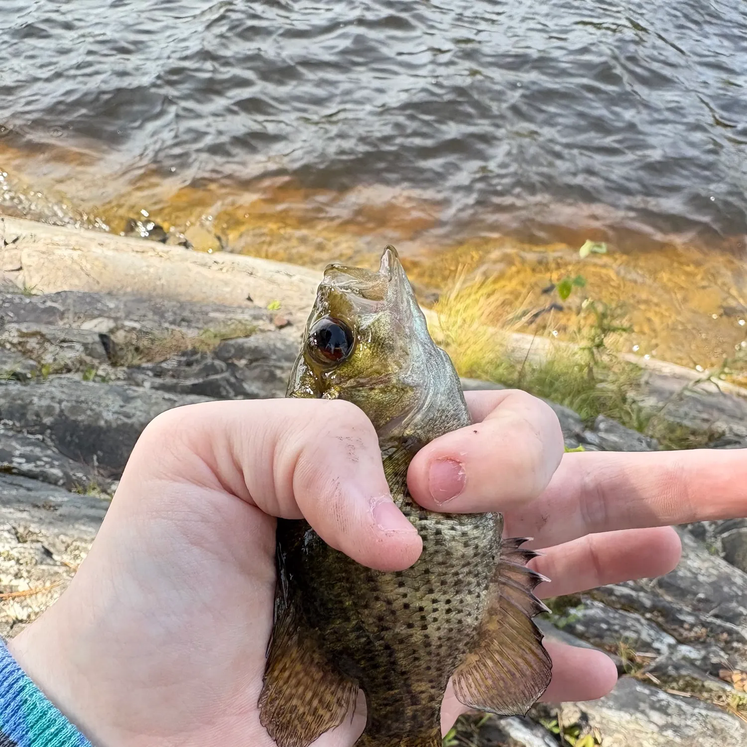 The most recent Rock bass catches on Fishbrain