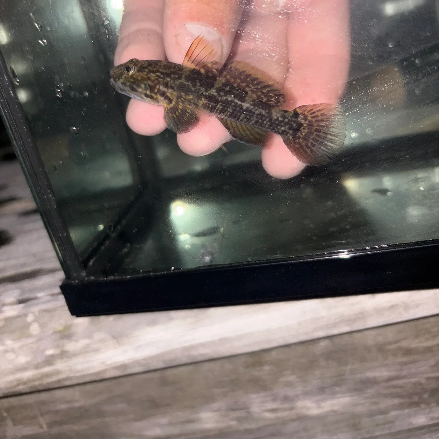 The most recent Frillfin goby catches on Fishbrain