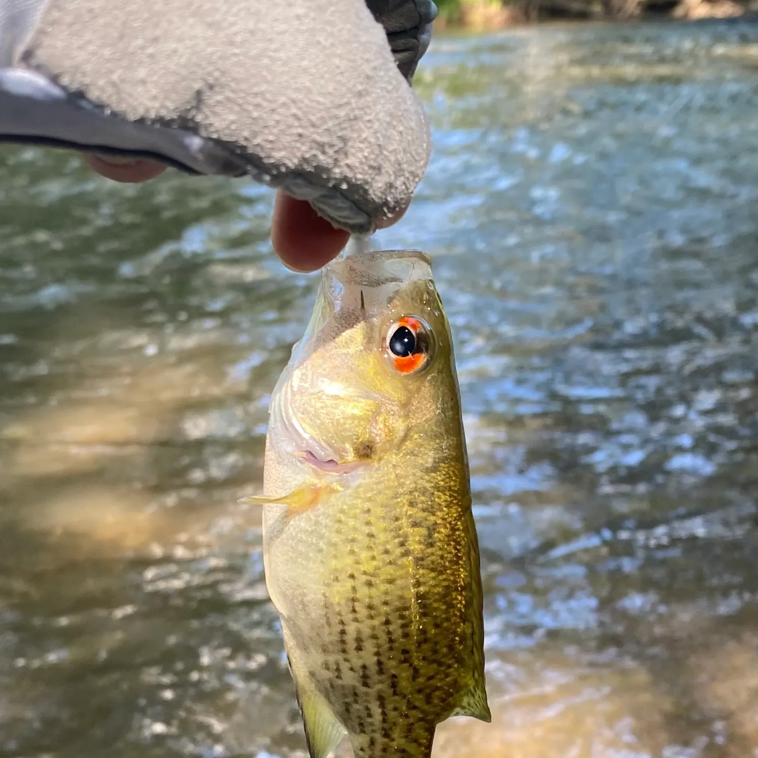 Rock bass caught on Fishbrain
