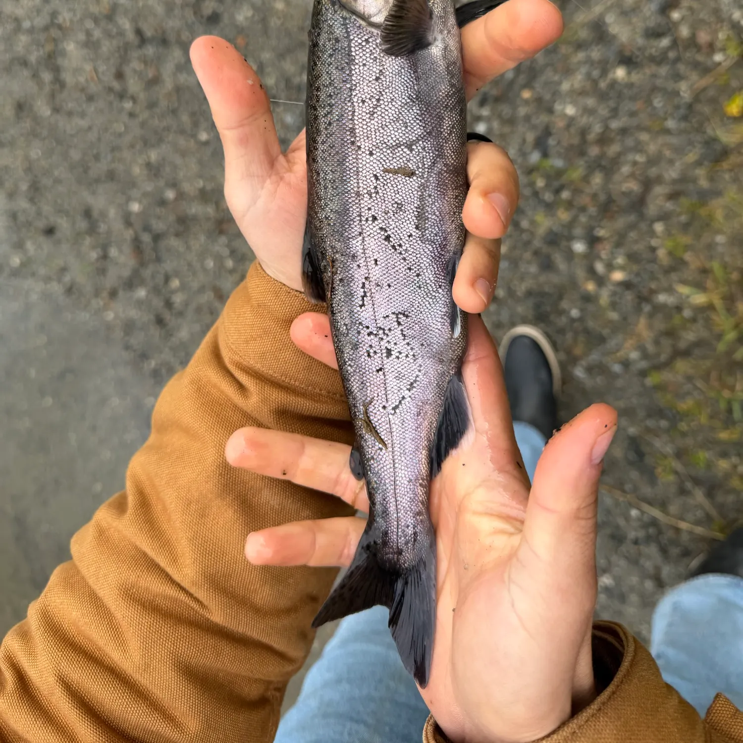 Fish caught on Fishbrain