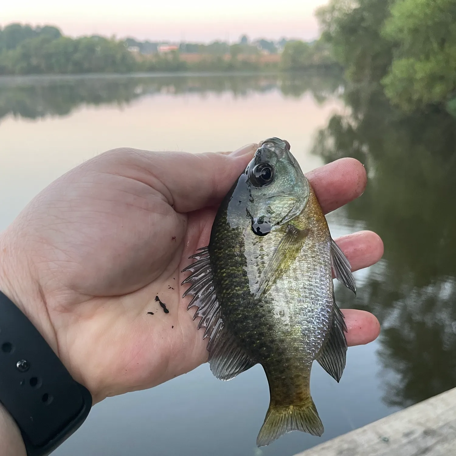 Bluegill caught on Fishbrain