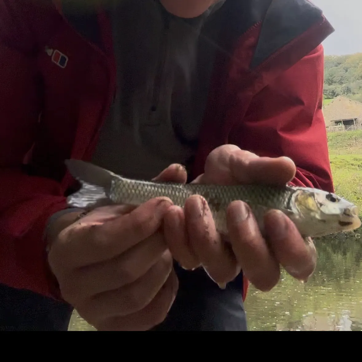 European chub caught on Fishbrain
