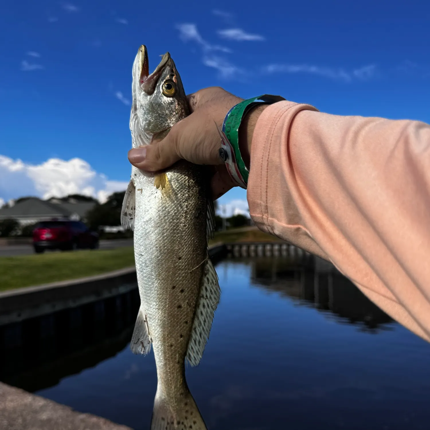 Spotted seatrout caught on Fishbrain