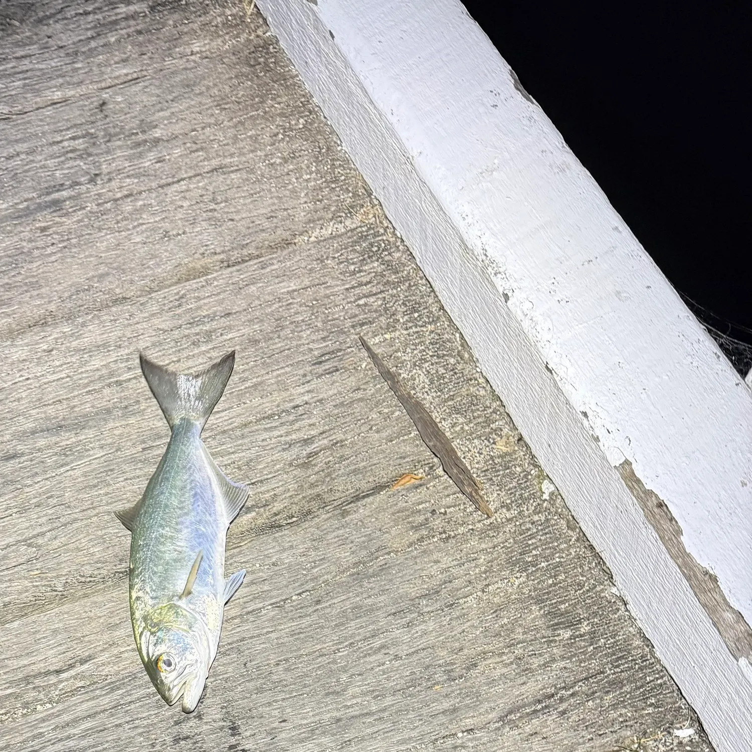 Bluefish caught on Fishbrain