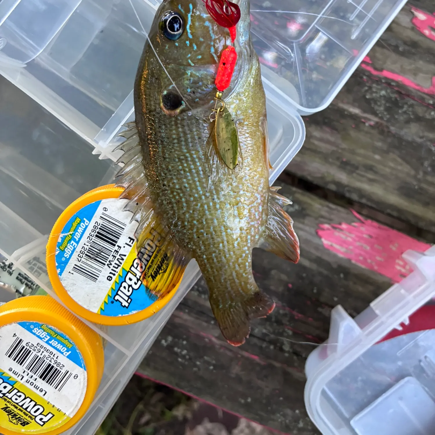 recently logged catches