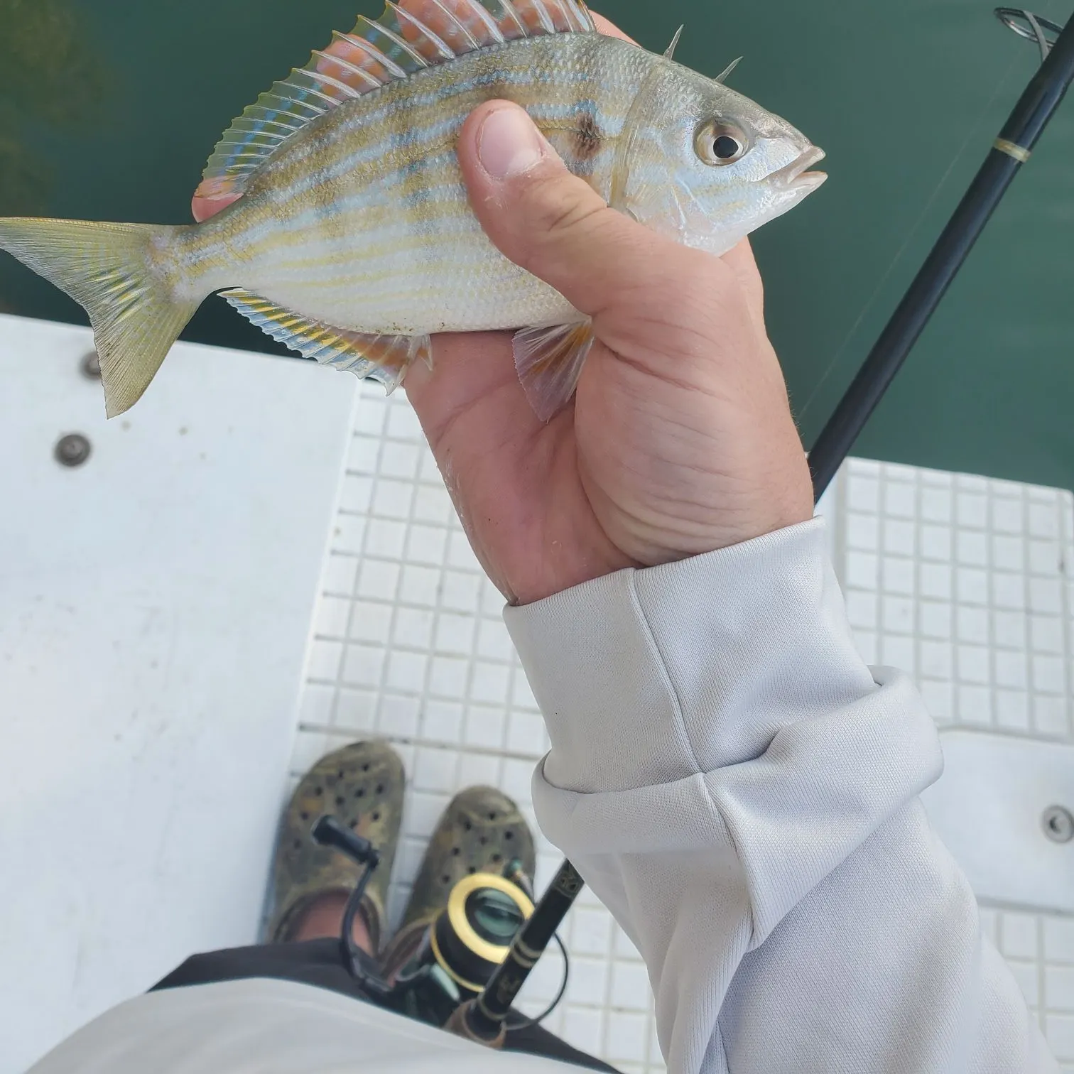 The most recent Pinfish catches on Fishbrain