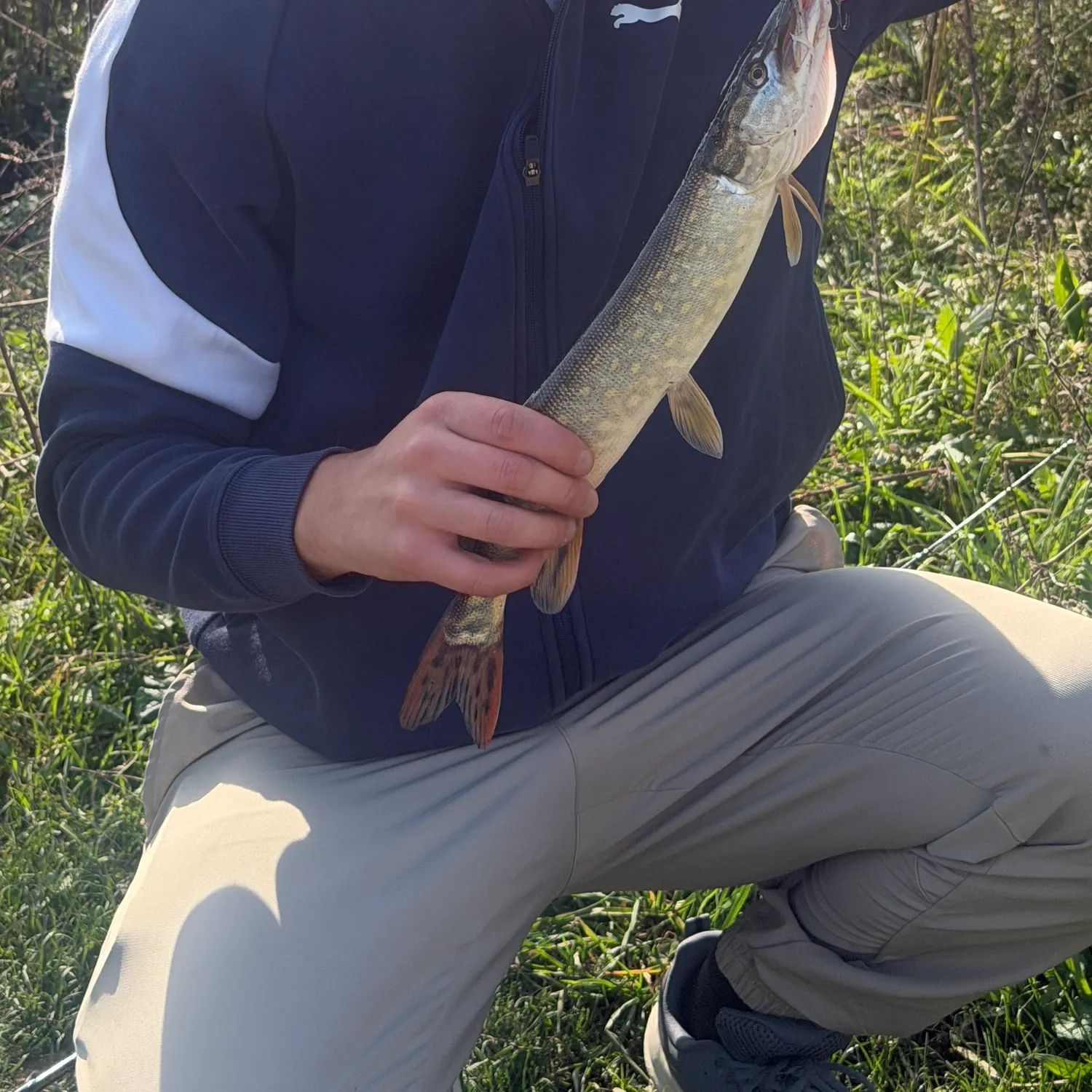 Northern pike caught on Fishbrain