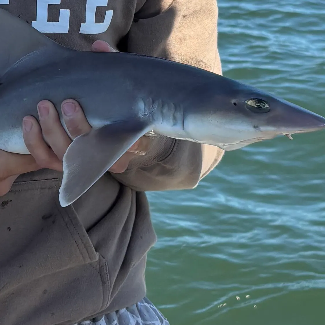 The most recent Piked dogfish catches on Fishbrain