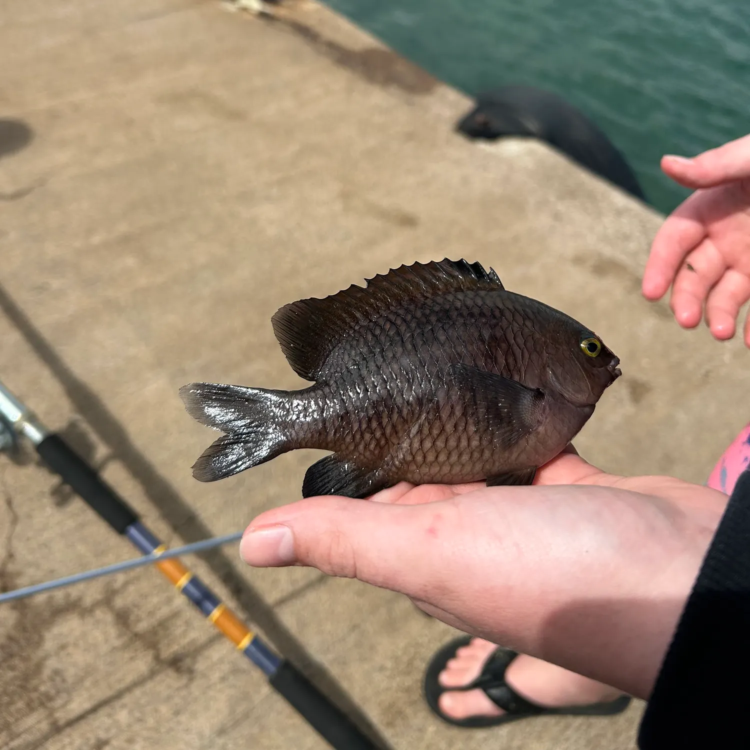 The most recent Hawaiian gregory catches on Fishbrain