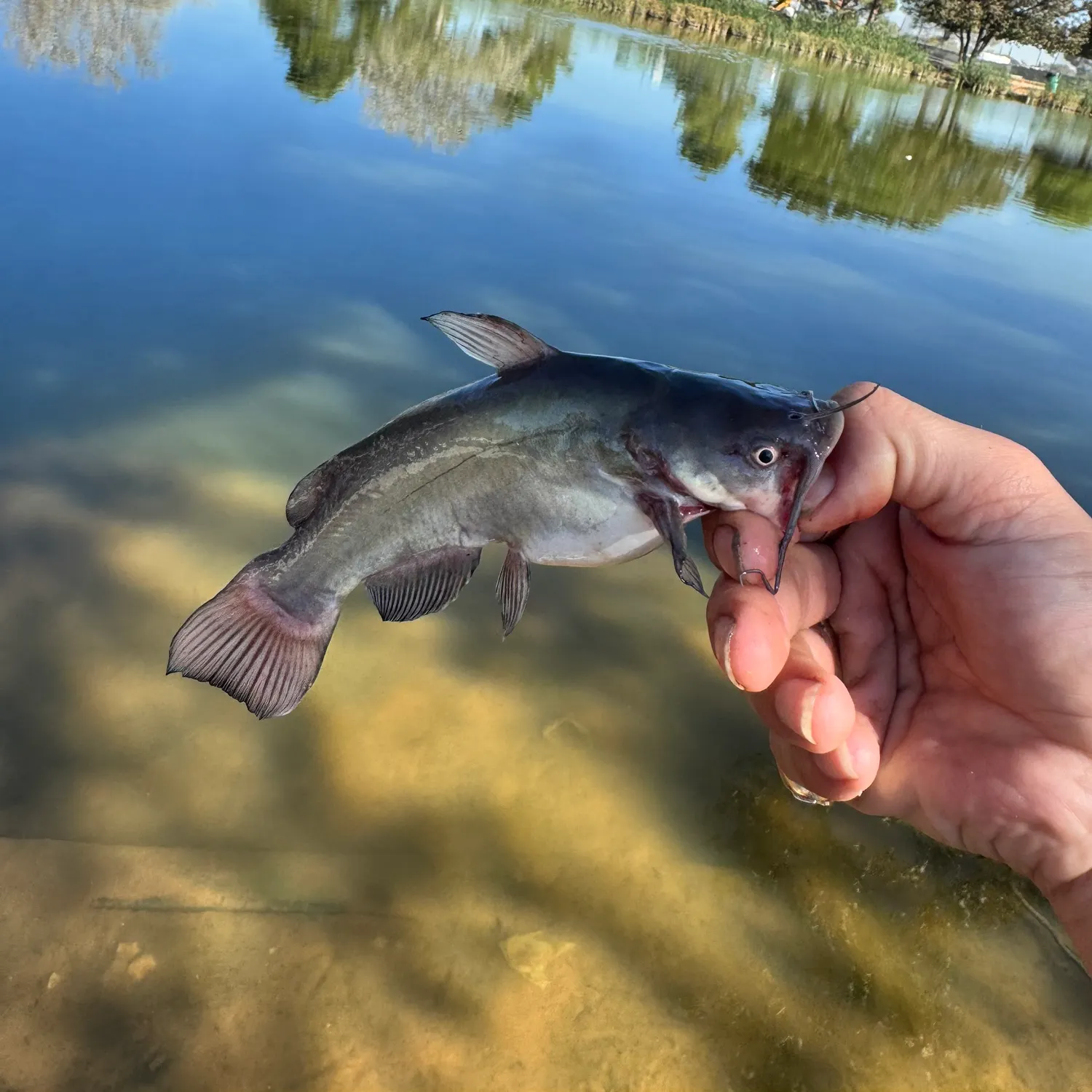 Black bullhead caught on Fishbrain