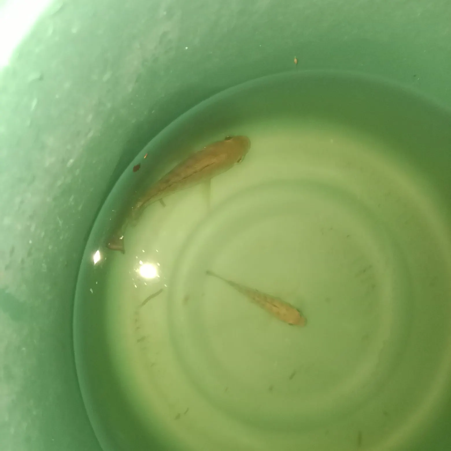 Nile tilapia caught on Fishbrain