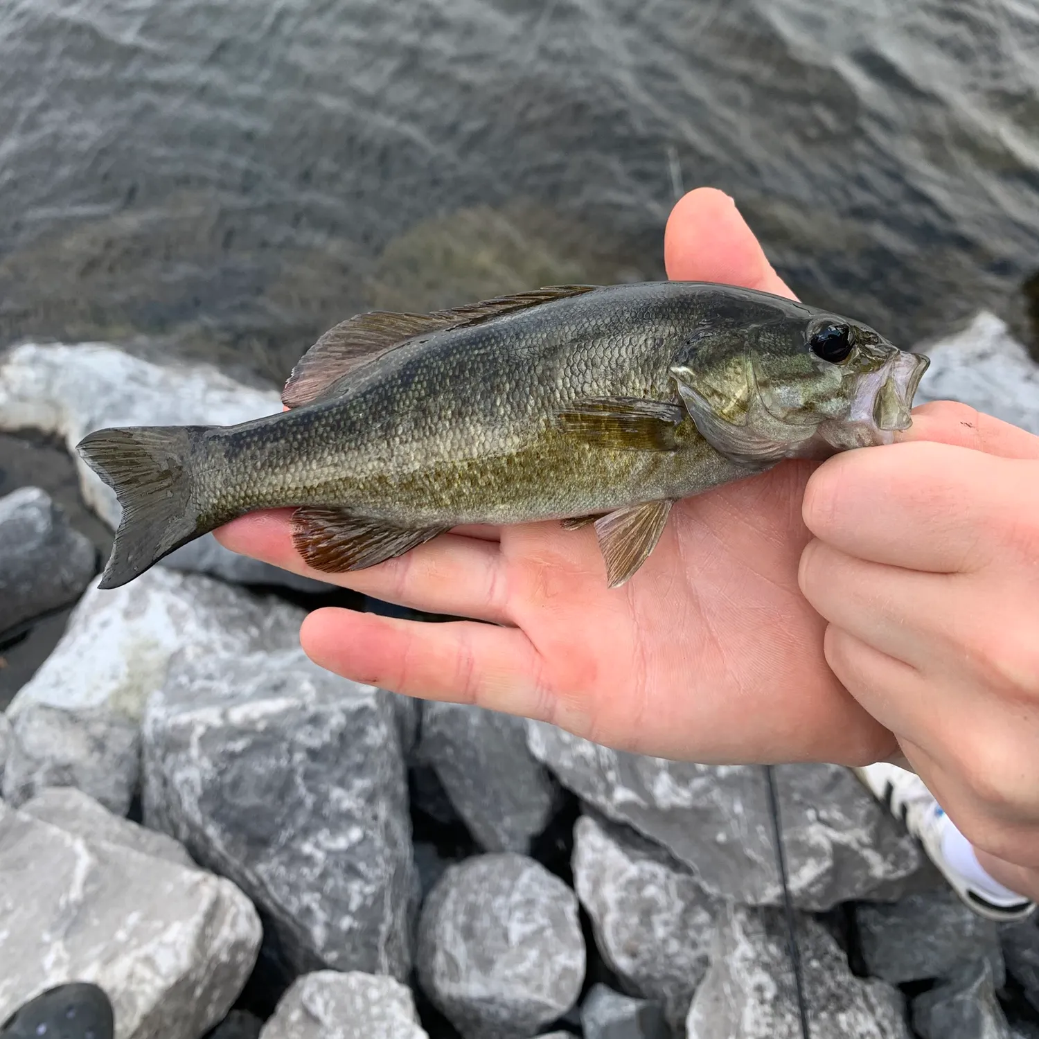 Smallmouth bass caught on Fishbrain