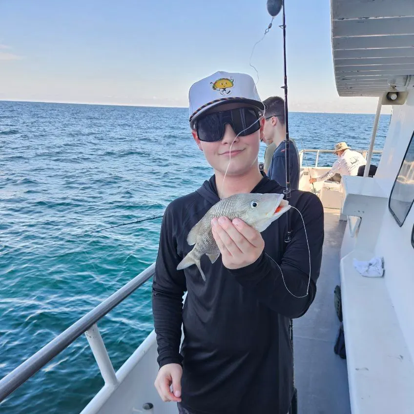 White grunt caught on Fishbrain