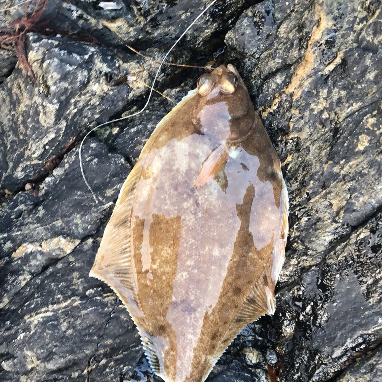 The most recent Common dab catches on Fishbrain