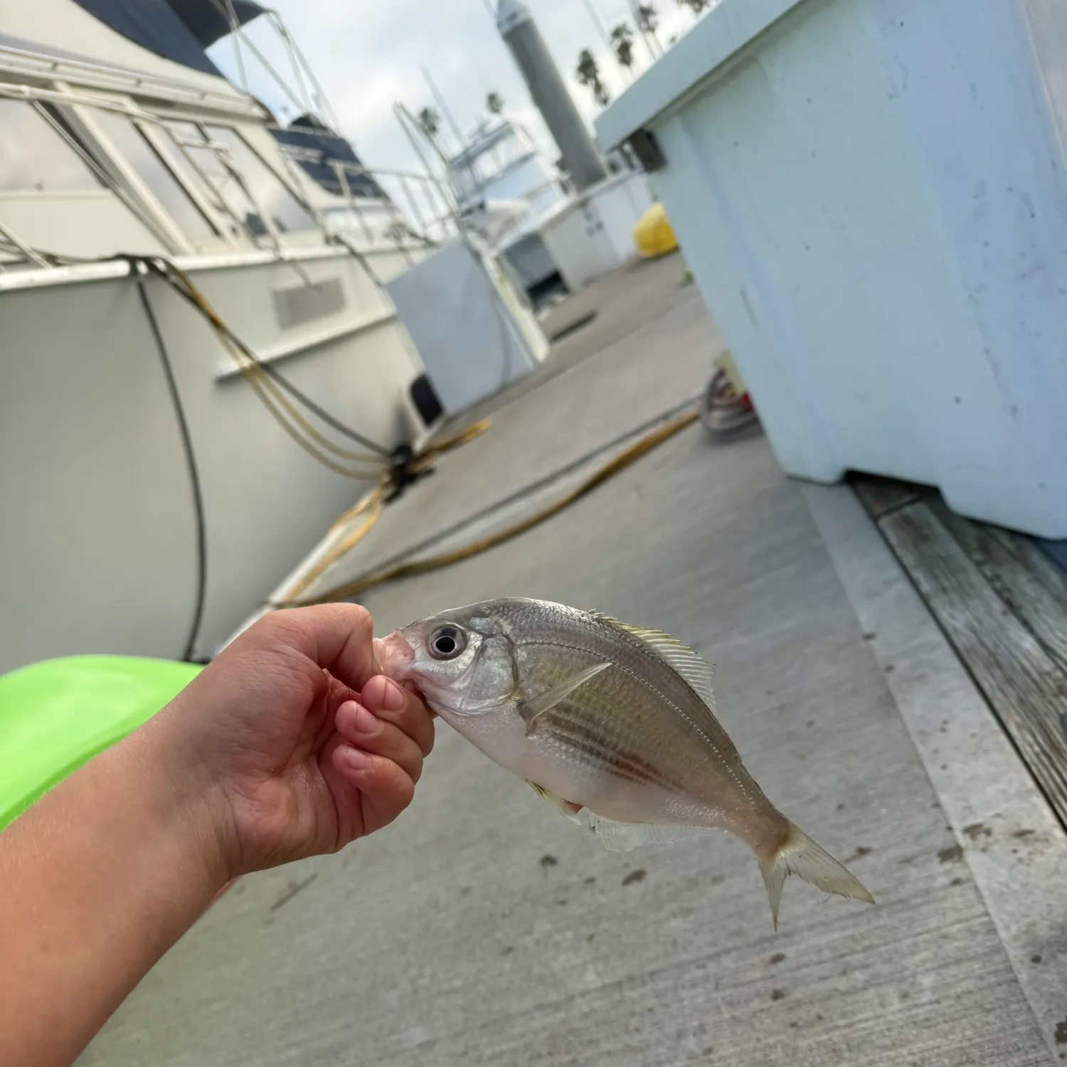 The most recent White seaperch catches on Fishbrain