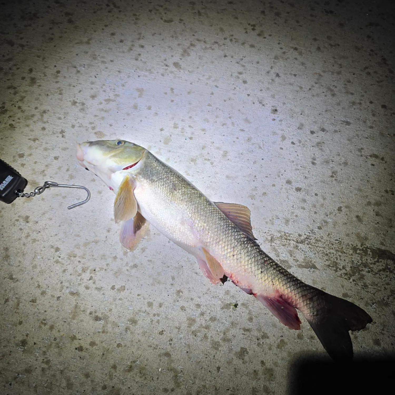 The most recent Common carp catches on Fishbrain