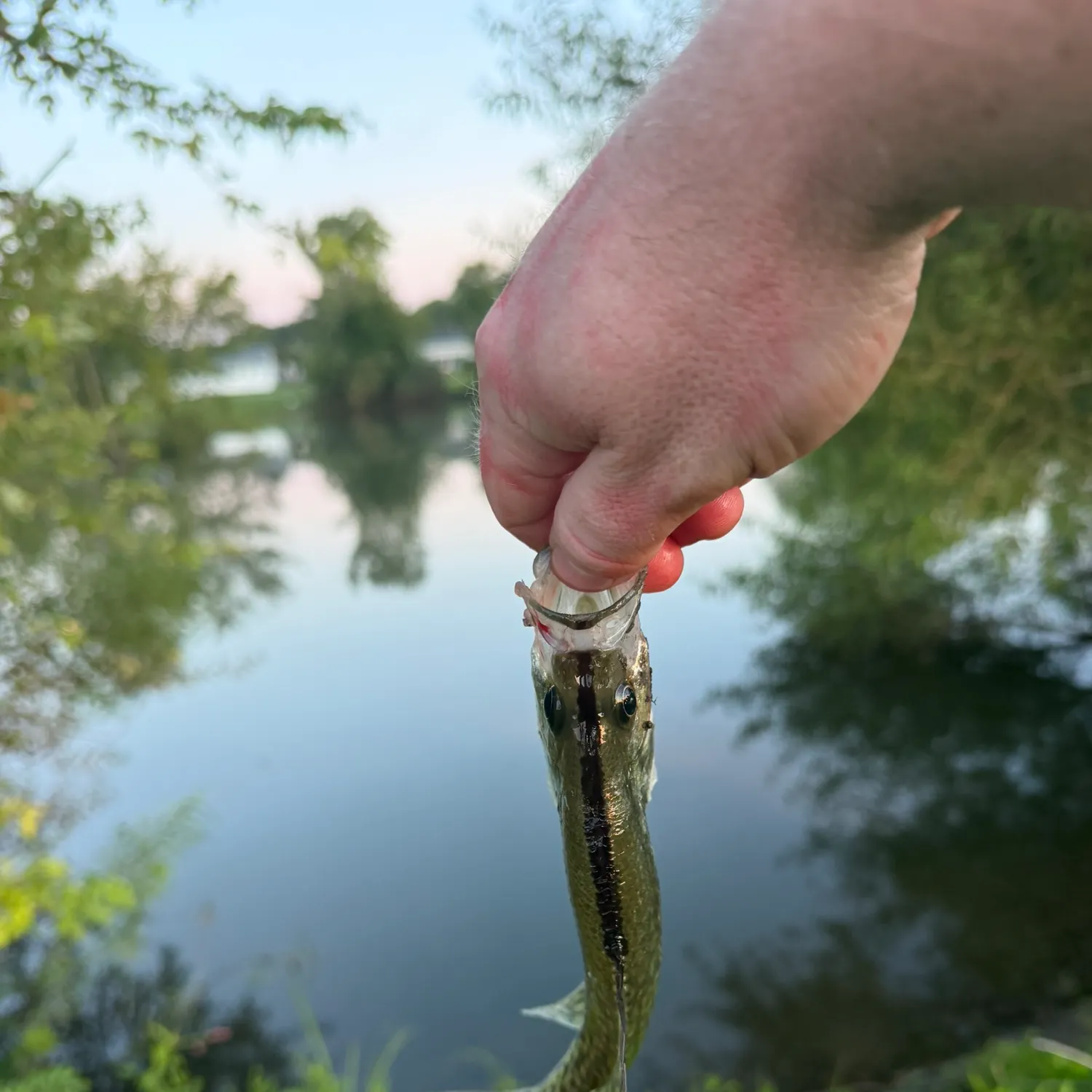 White crappie caught on Fishbrain