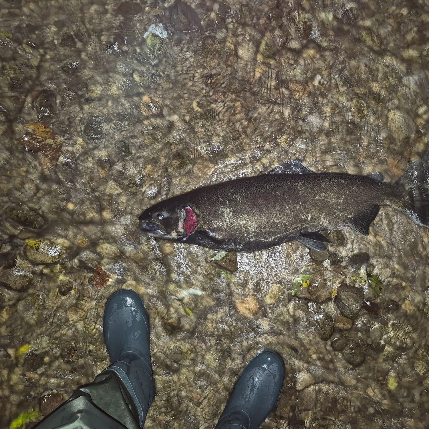 Chinook salmon caught on Fishbrain