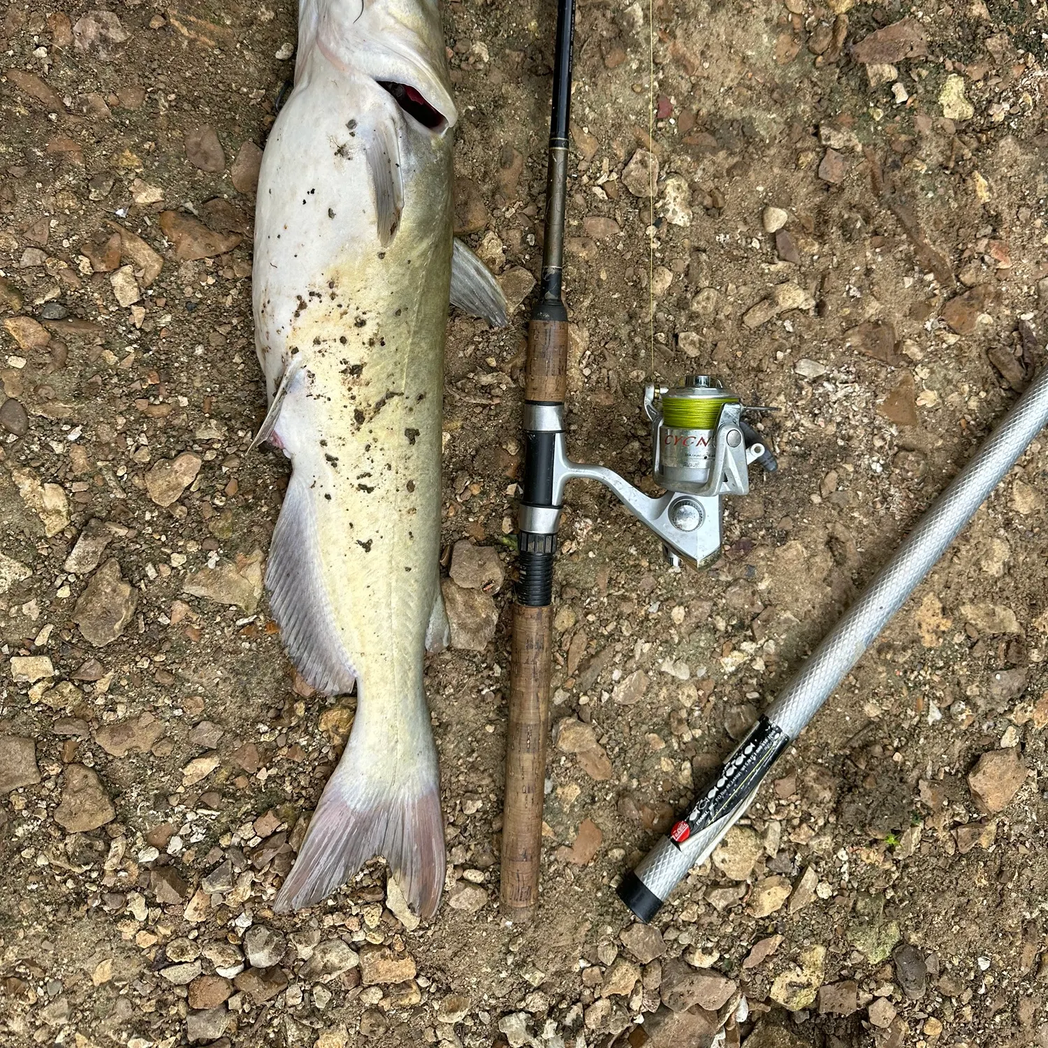 Channel catfish caught on Fishbrain