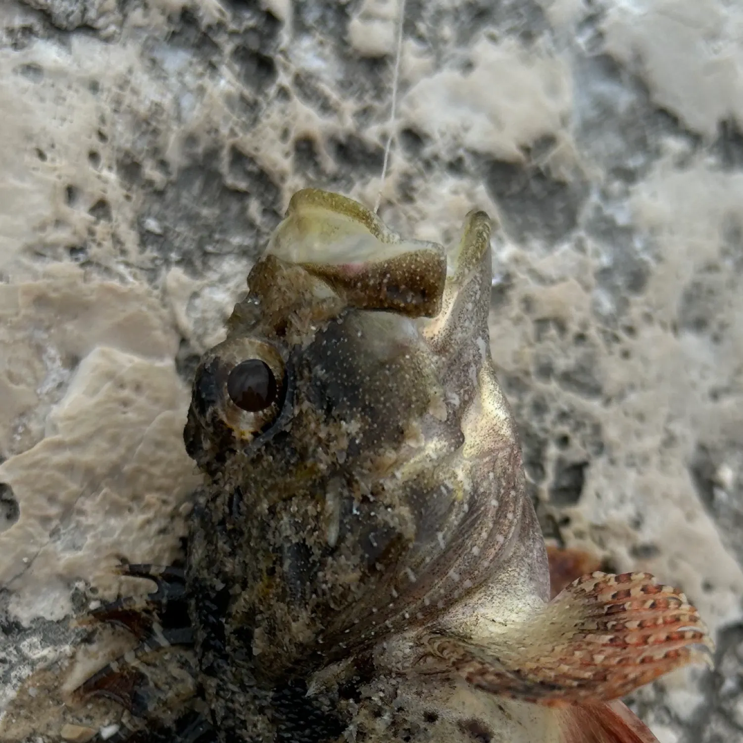 The most recent Golden scorpionfish catches on Fishbrain