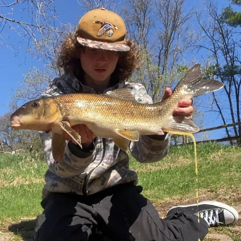 The most recent White sucker catches on Fishbrain