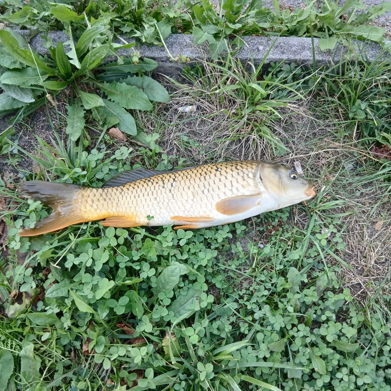 Common carp caught on Fishbrain